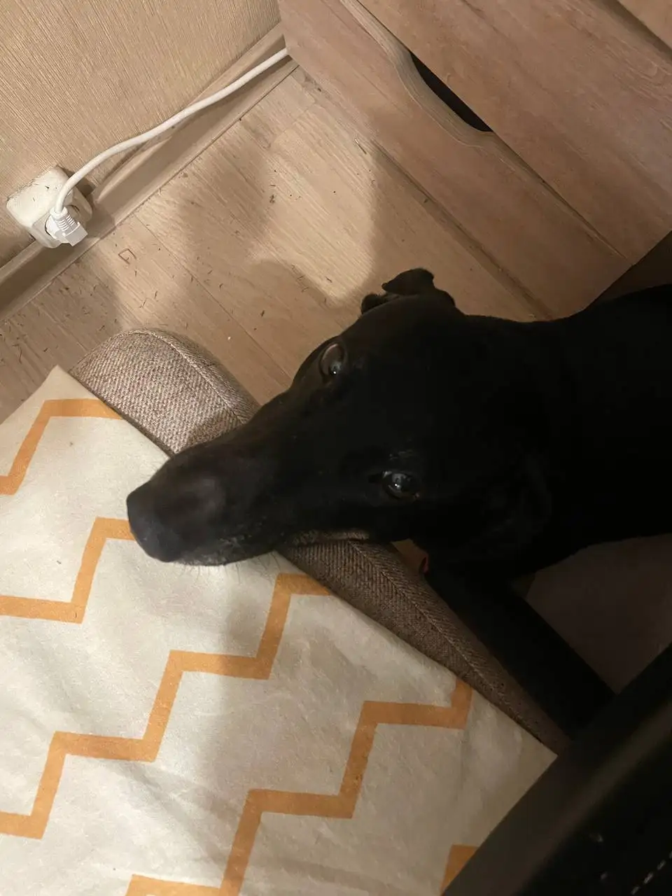 Собака такса ищет новый дом в Москве - Собаки (Животные) в Москва