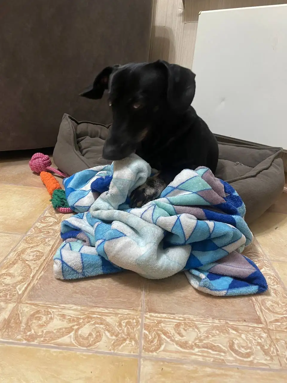 Собака такса ищет новый дом в Москве - Собаки (Животные) в Москва