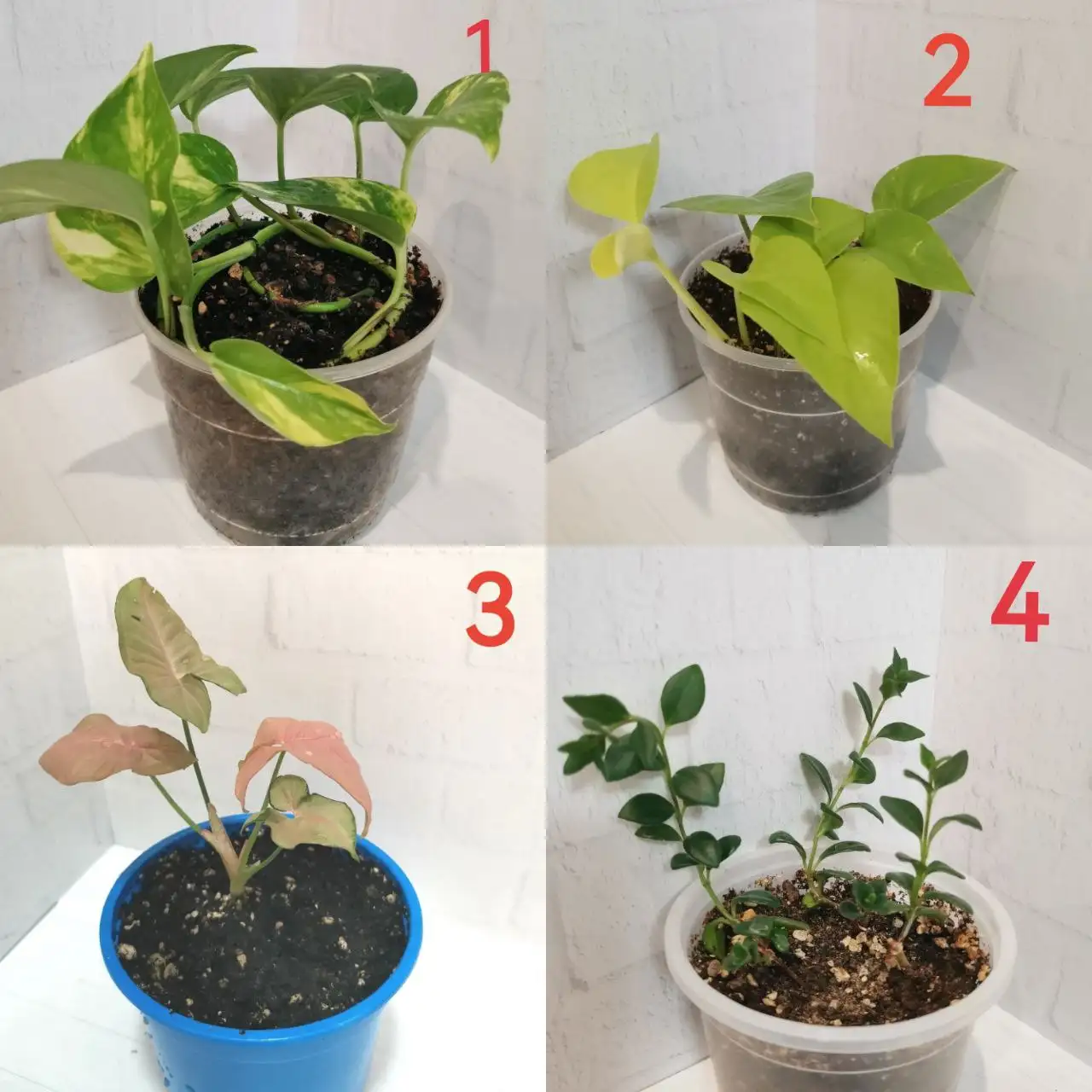 Продажа комнатных растений в Москве - Комнатные растения (Хобби и отдых) в Москва