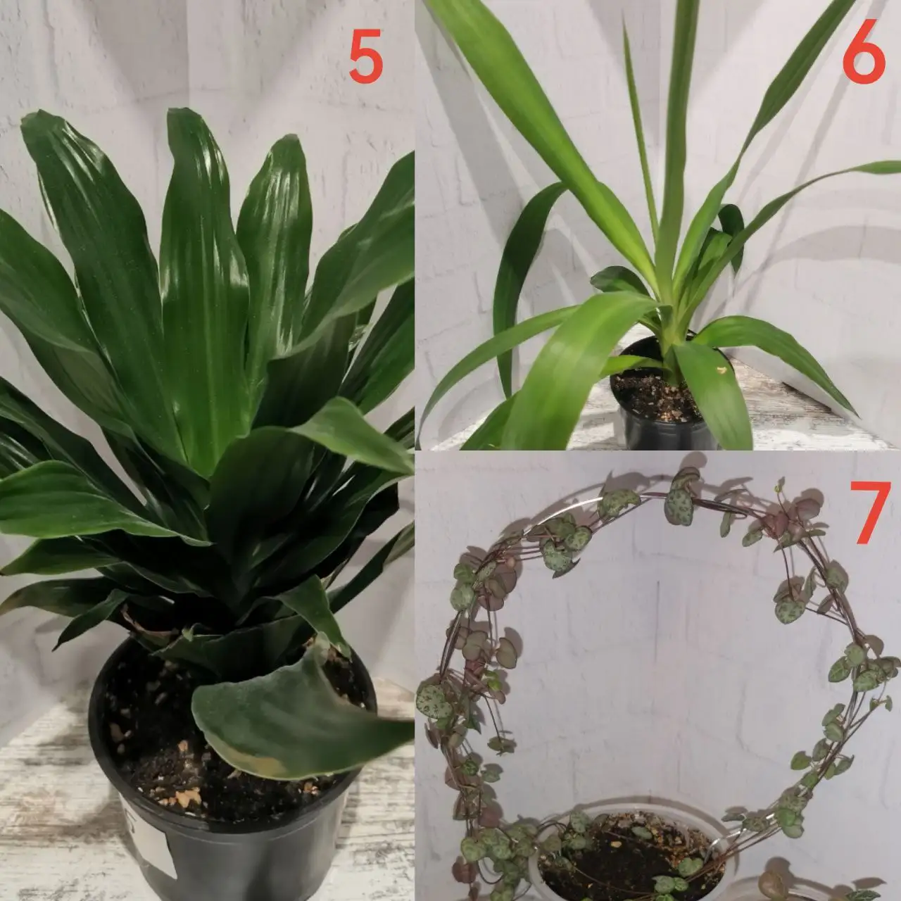 Продажа комнатных растений в Москве - Комнатные растения (Хобби и отдых) в Москва