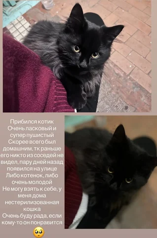 Котенок-подросток нуждается в доме - Аксессуары для животных в Москва