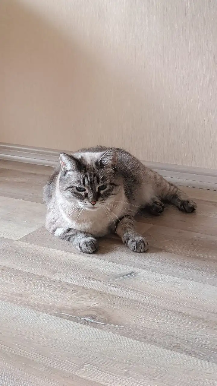 Кошечка Нéва ищет дом - Кошки (Животные) в Москва