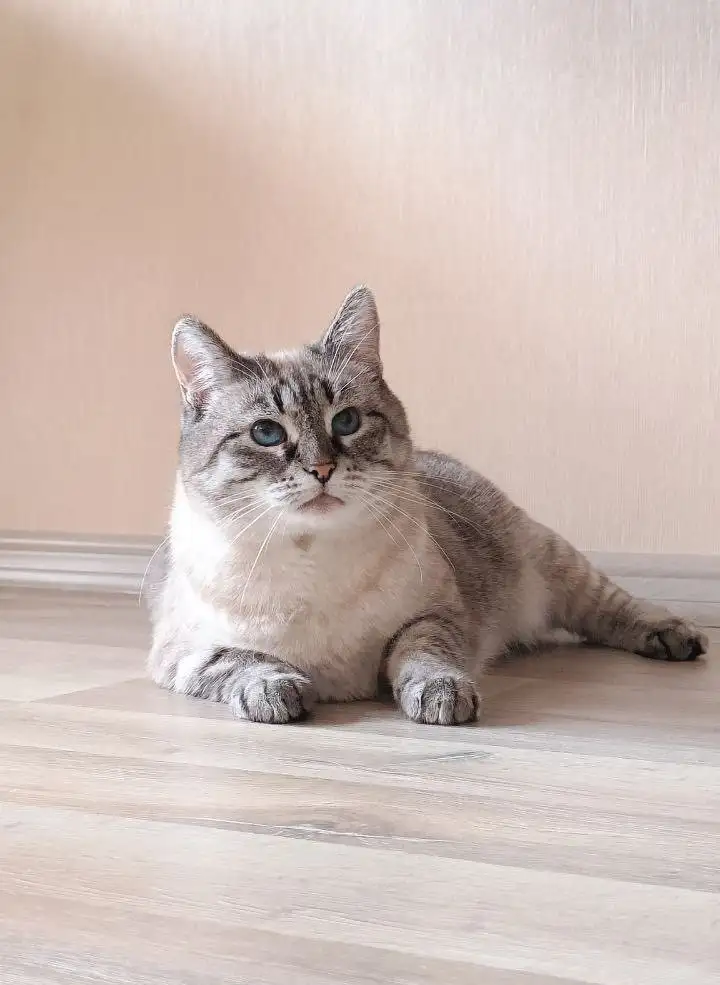 Кошечка Нéва ищет дом - Кошки (Животные) в Москва