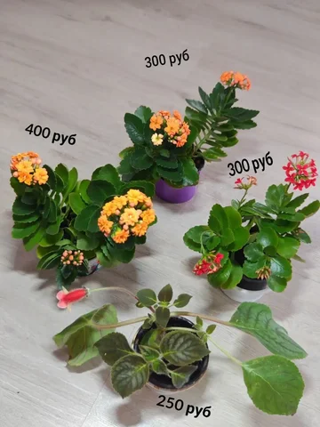 Растения для дома - Праздничные товары в Москва