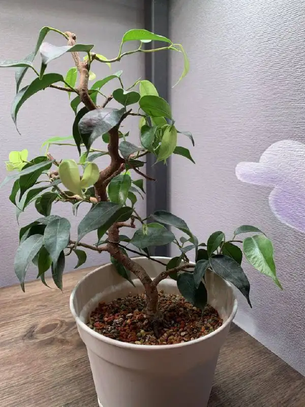 Продажа комнатных растений - Комнатные растения (Хобби и отдых) в Москва