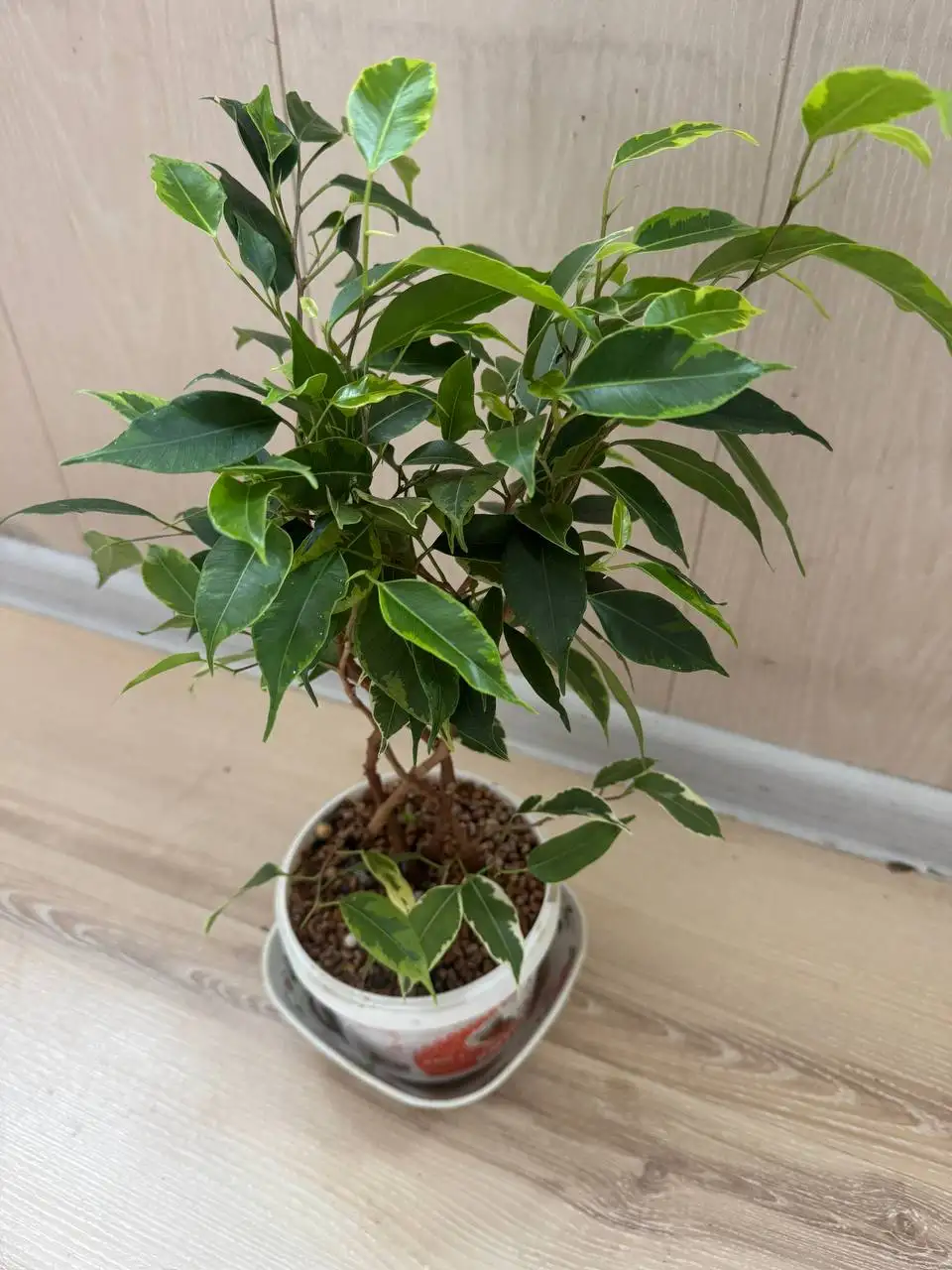 Продажа комнатных растений - Комнатные растения (Хобби и отдых) в Москва