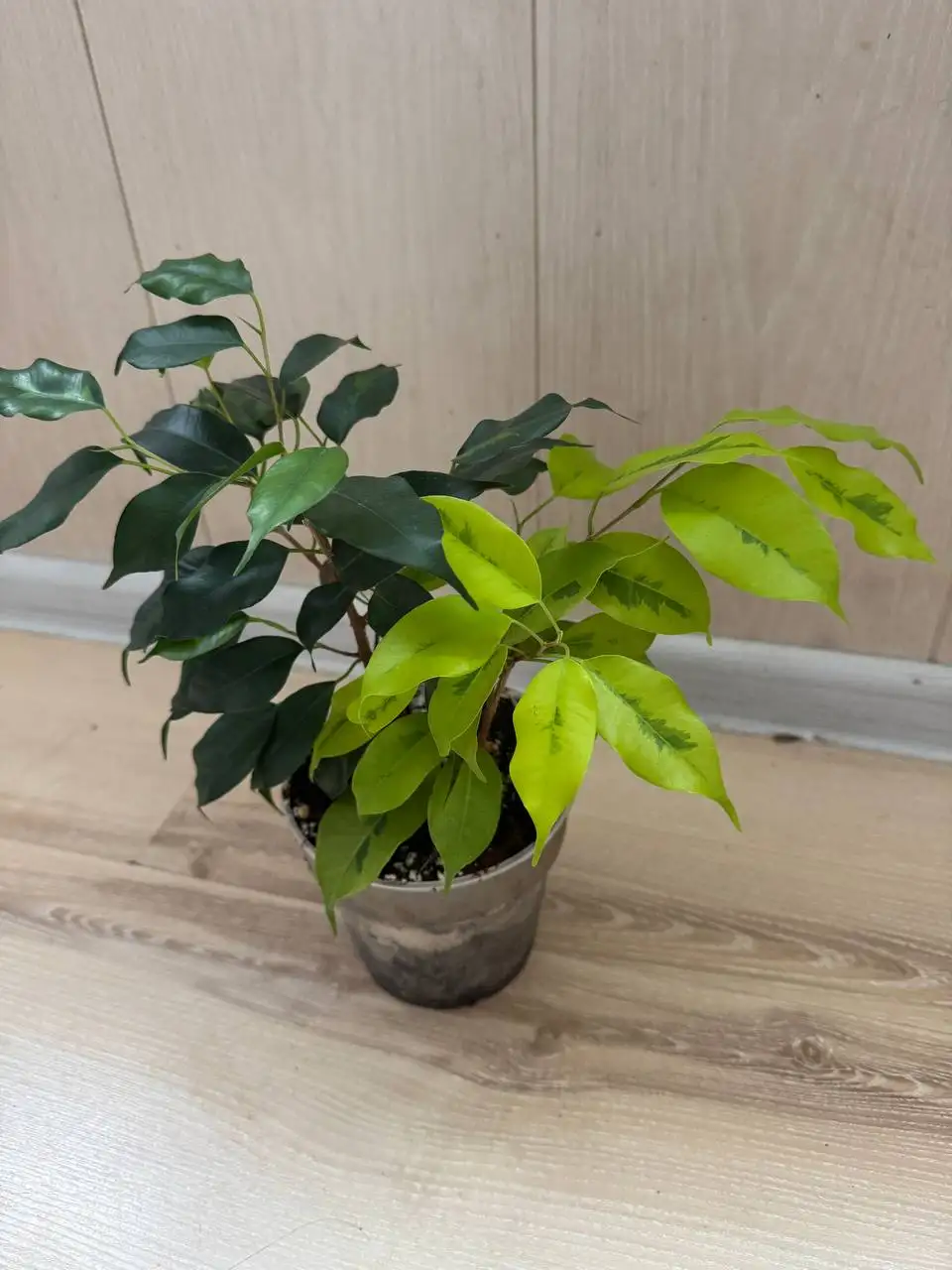 Продажа комнатных растений - Комнатные растения (Хобби и отдых) в Москва