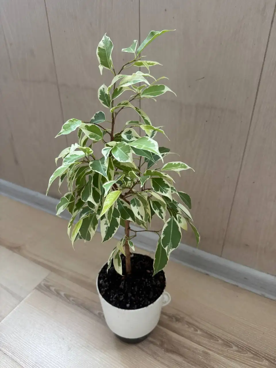 Продажа комнатных растений - Комнатные растения (Хобби и отдых) в Москва