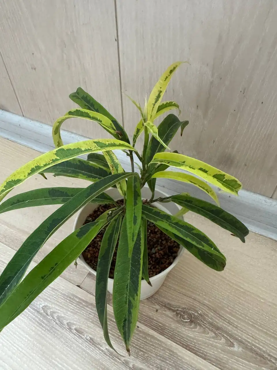 Продажа комнатных растений - Комнатные растения (Хобби и отдых) в Москва