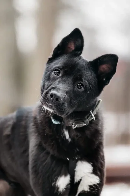 Ищем семью для собаки Евы - Собаки в Москва