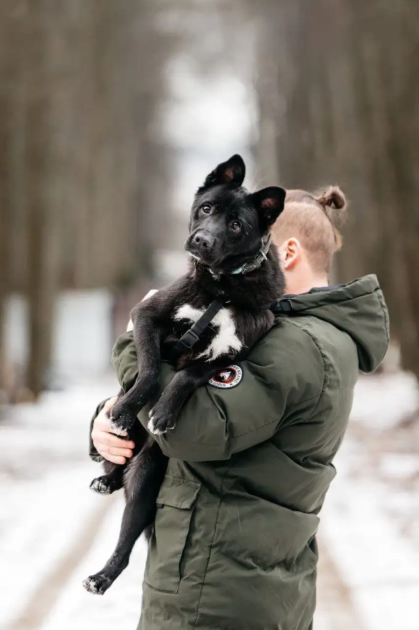Ищем семью для собаки Евы - Собаки (Животные) в Москва