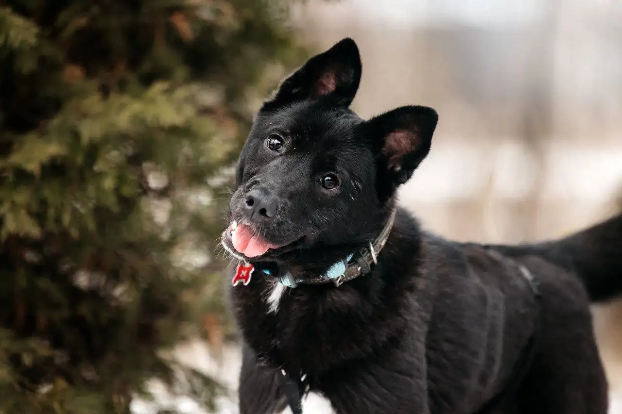 Ищем семью для собаки Евы - Собаки (Животные) в Москва