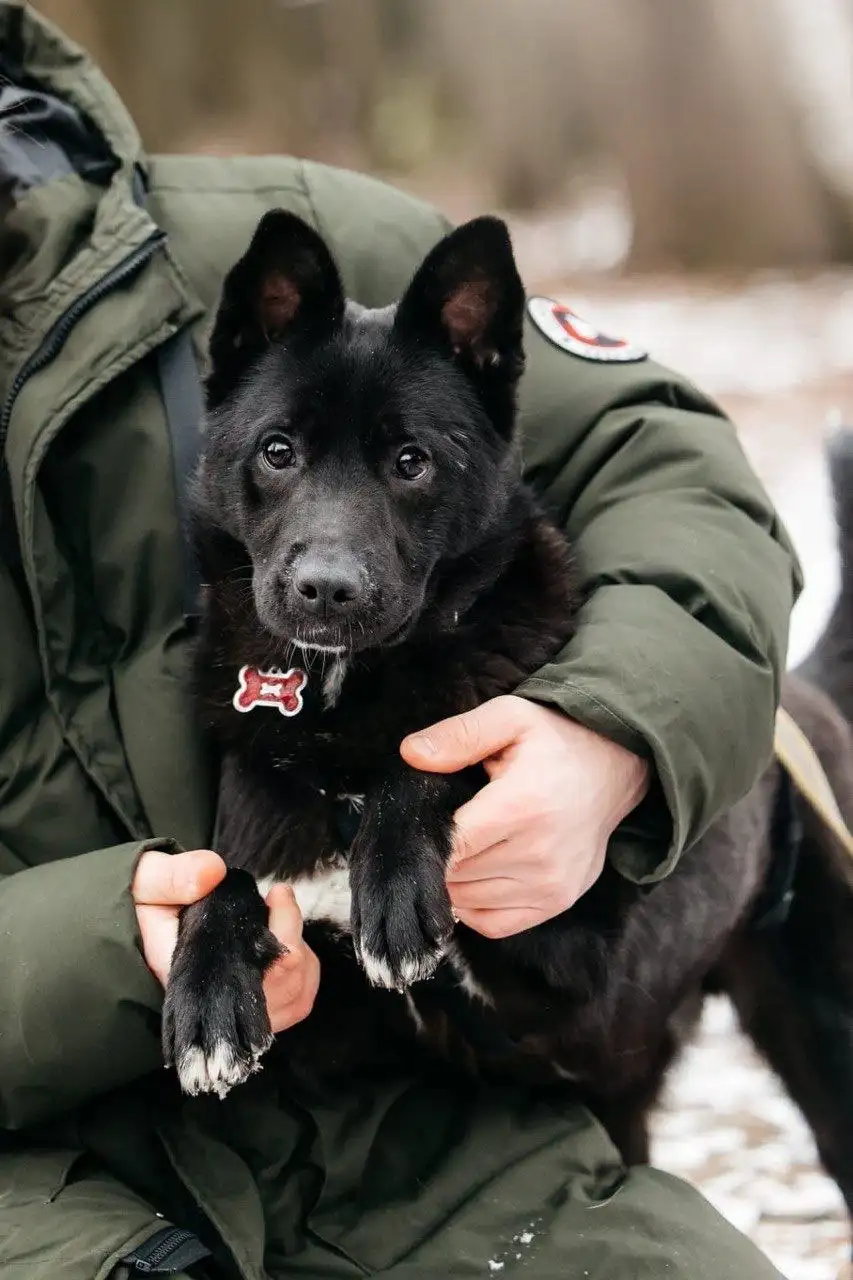 Ищем семью для собаки Евы - Собаки (Животные) в Москва
