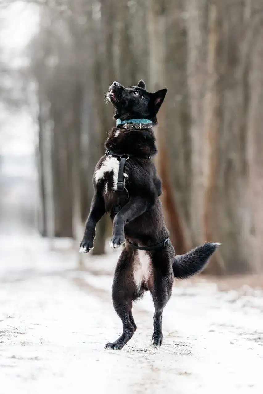 Ищем семью для собаки Евы - Собаки (Животные) в Москва