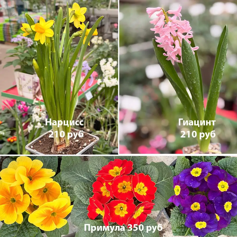 Цветы к 8 марта из Питомника Вашутино - Барахолка в Химки