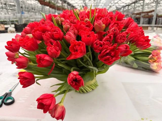 Цветы к 8 марта из теплиц питомника Вашутино - Растения и цветы в Химки