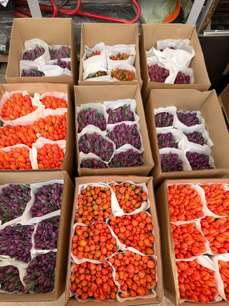 Цветы к 8 марта из теплиц питомника Вашутино - Растения и цветы (Хобби и отдых) в Химки