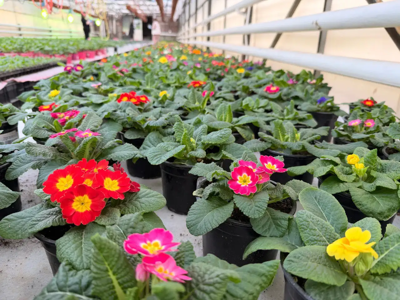 Цветы к 8 марта из теплиц питомника Вашутино - Растения и цветы (Хобби и отдых) в Химки