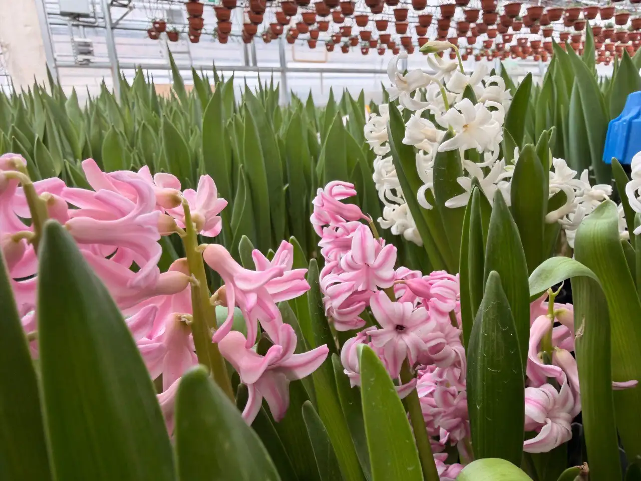 Цветы к 8 марта из теплиц питомника Вашутино - Растения и цветы (Хобби и отдых) в Химки