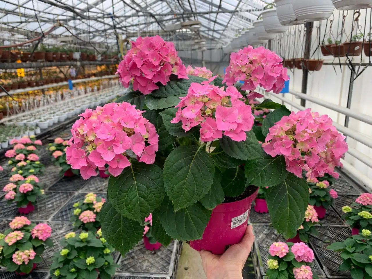 Цветы к 8 марта из теплиц питомника Вашутино - Растения и цветы (Хобби и отдых) в Химки