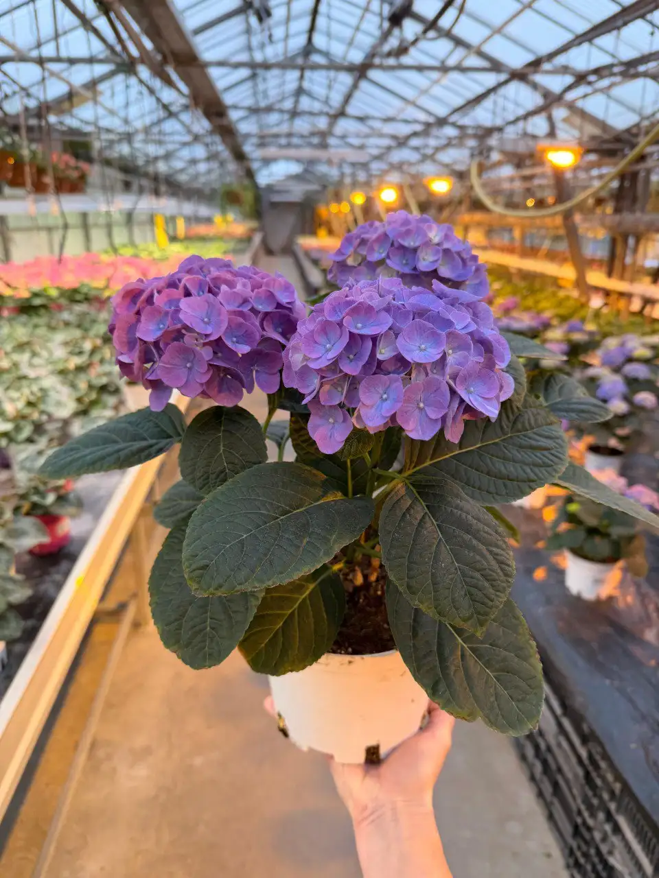 Цветы к 8 марта из теплиц питомника Вашутино - Растения и цветы (Хобби и отдых) в Химки