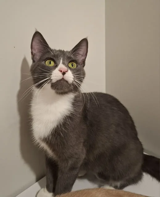 Ищет дом ласковая кошечка в Химках - частное объявление в Химки