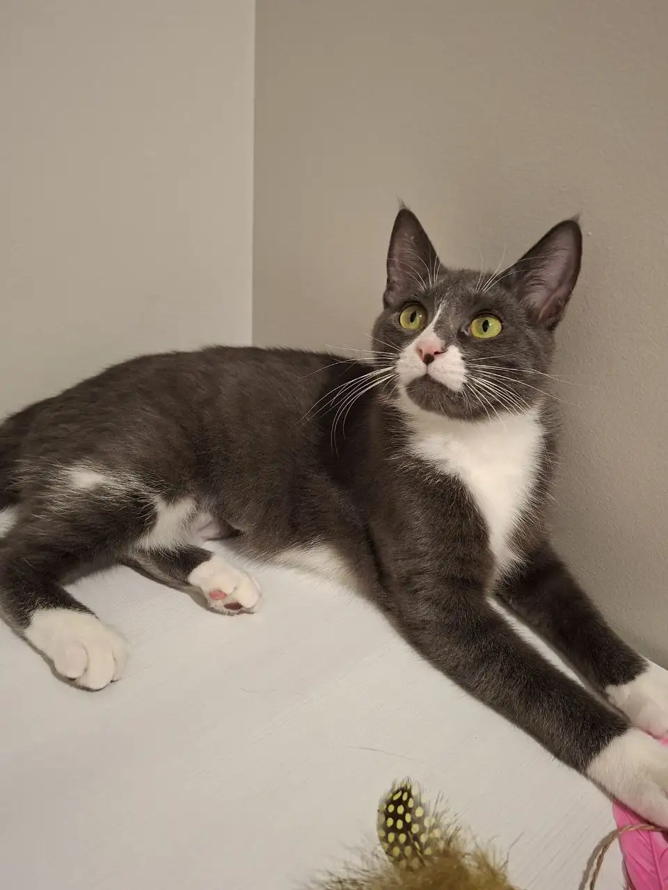 Ищет дом ласковая кошечка в Химках - Кошки (Животные) в Химки