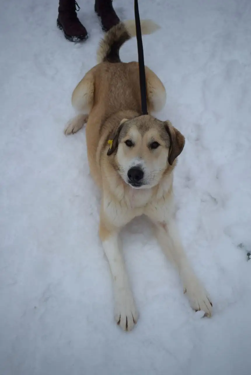 Собака Рюша ищет дом - Собаки (Животные) в Москва