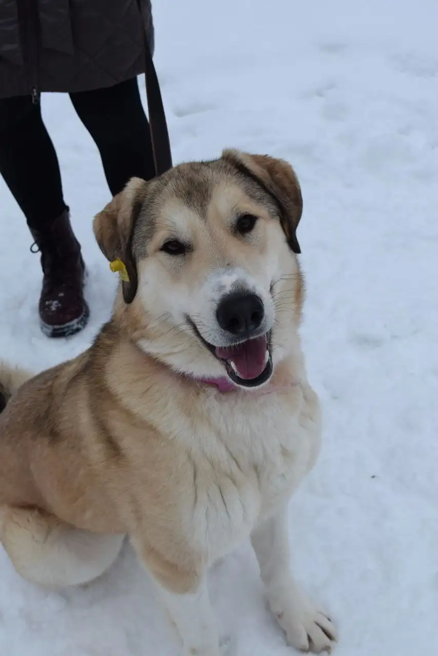 Собака Рюша ищет дом - Собаки (Животные) в Москва