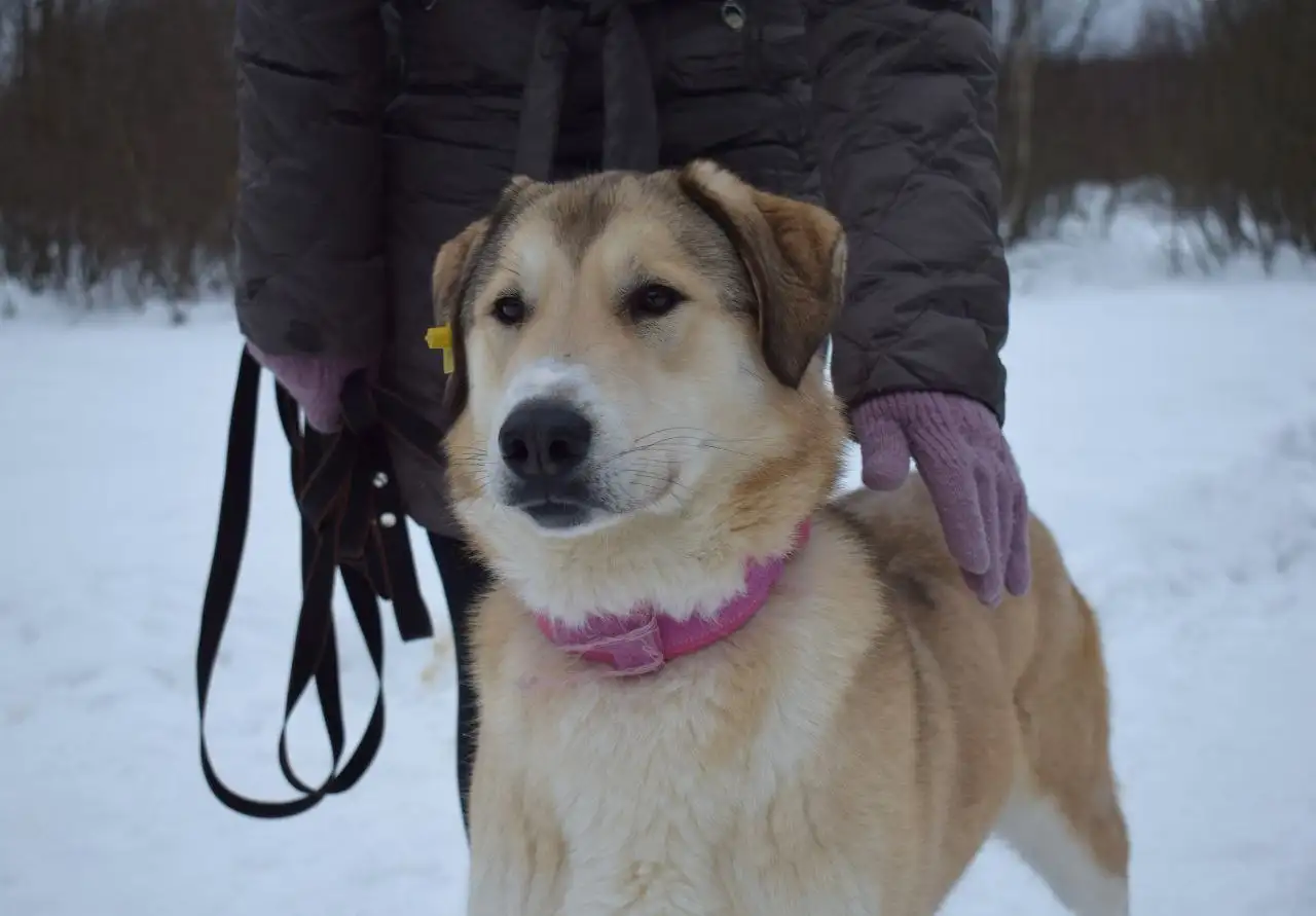 Собака Рюша ищет дом - Собаки (Животные) в Москва