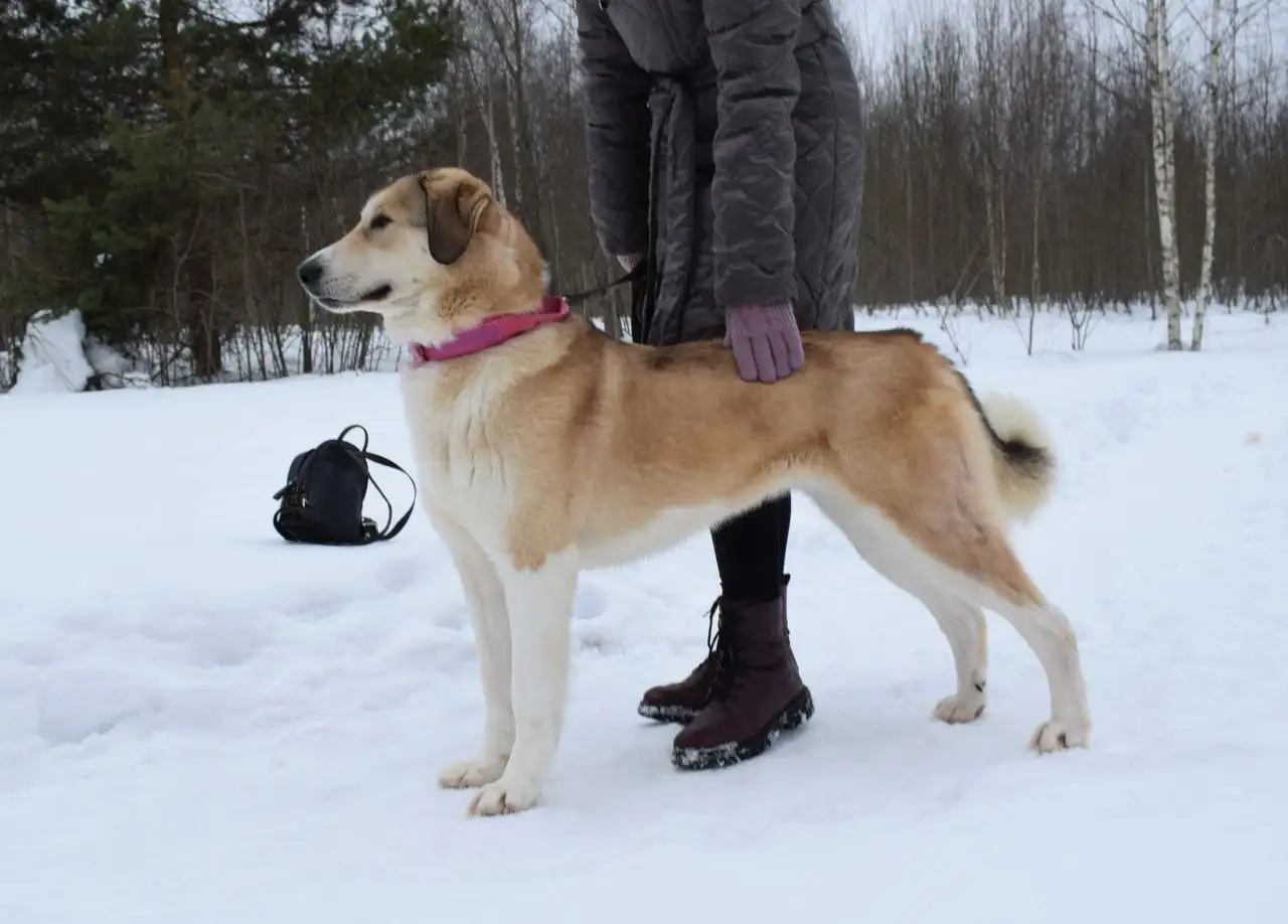 Собака Рюша ищет дом - Собаки (Животные) в Москва