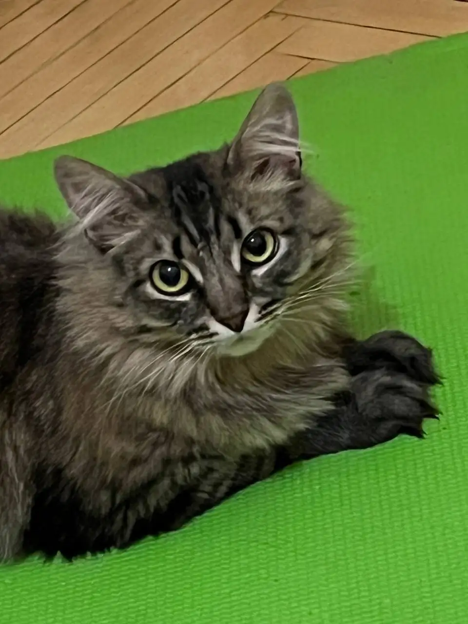 Отдаются в добрые руки две сибирские девочки - Кошки (Животные) в Москва