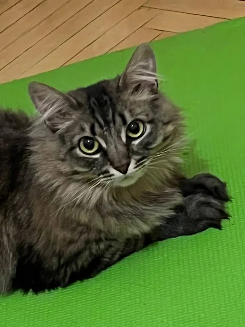 Отдаются в добрые руки две сибирские девочки - Животные в Москва