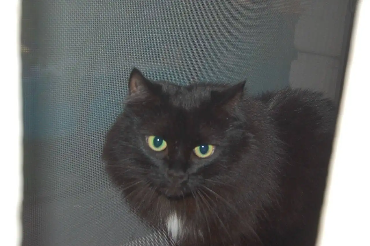 Отдаются в добрые руки две сибирские девочки - Кошки (Животные) в Москва