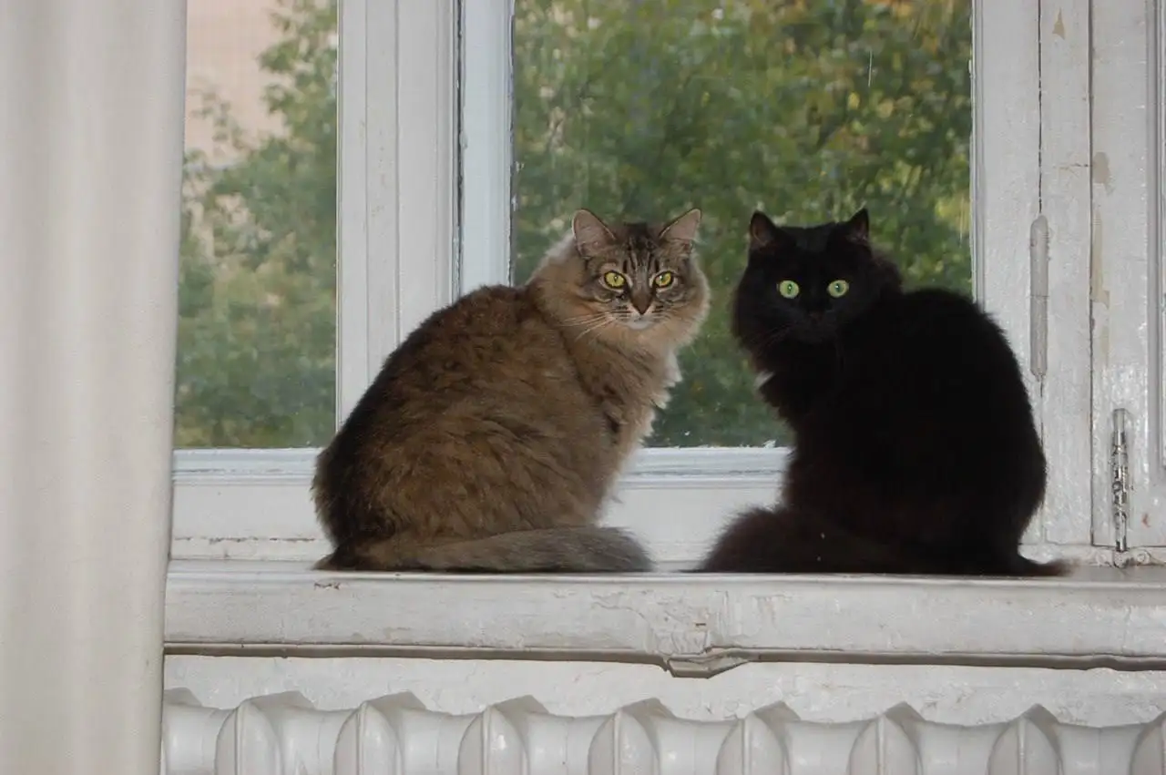 Отдаются в добрые руки две сибирские девочки - Кошки (Животные) в Москва