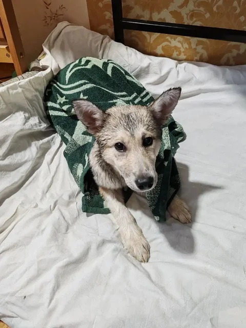 Щенок Алиса ищет дом в Москве - Собаки в Москва