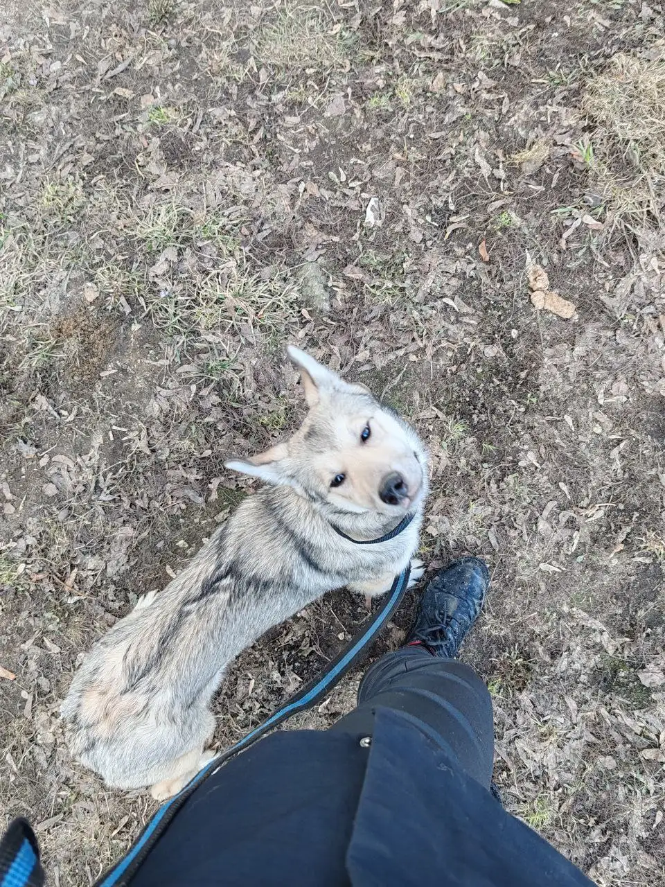 Щенок Алиса ищет дом в Москве - Собаки (Животные) в Москва