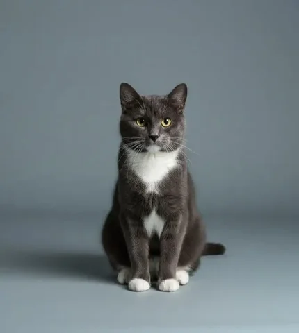 Котик Филя ищет дом в Химках - Аксессуары для животных в Химки