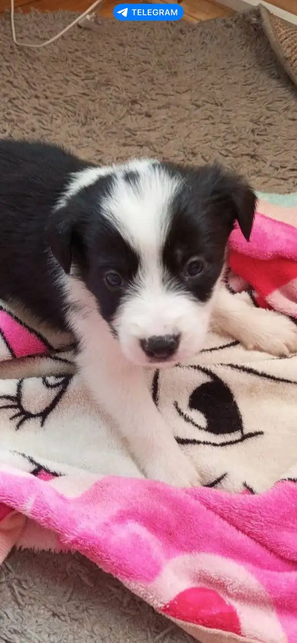 Щенки метисы бордер колли - Собаки (Животные) в Москва