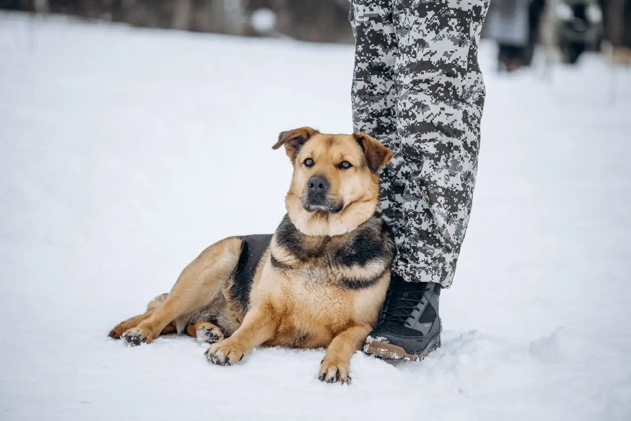 Душевная плюшевая собака Дуся ищет дом - Собаки (Животные) в Москва