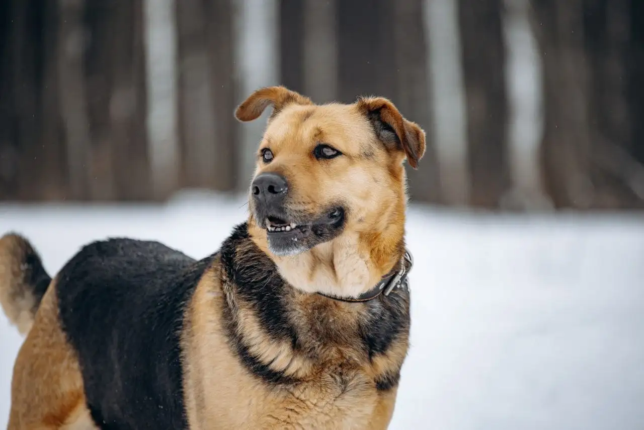 Душевная плюшевая собака Дуся ищет дом - Собаки (Животные) в Москва