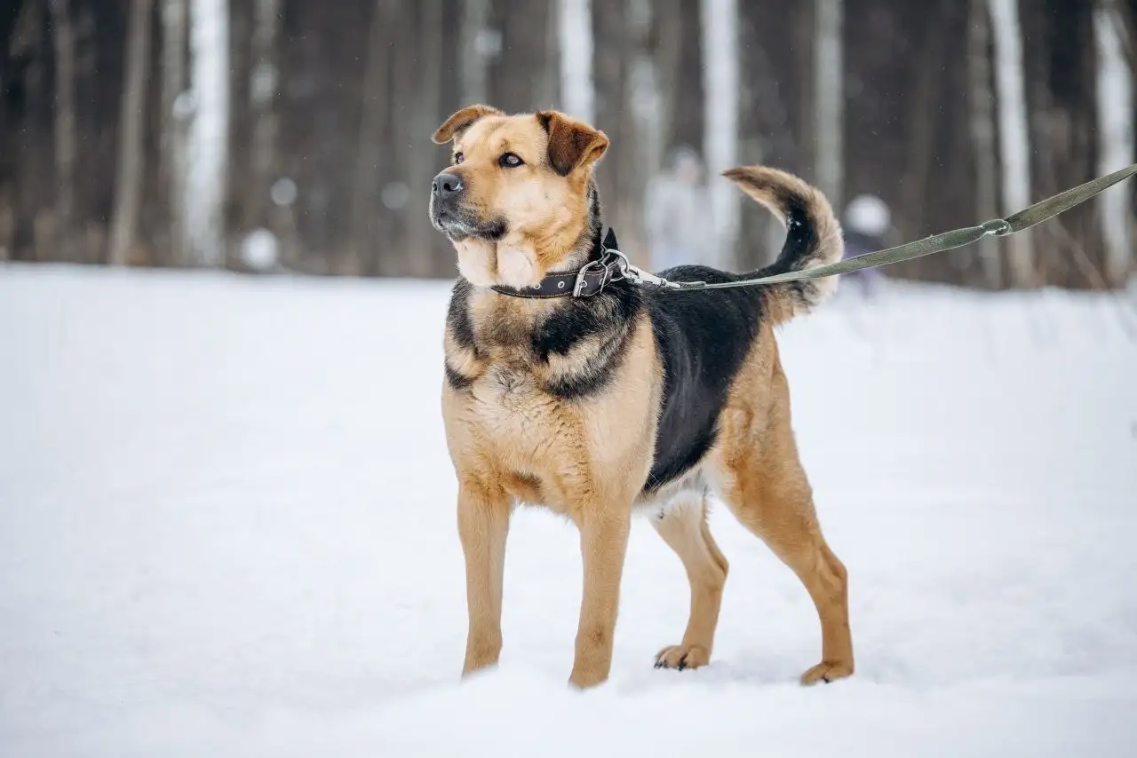 Душевная плюшевая собака Дуся ищет дом - Собаки (Животные) в Москва
