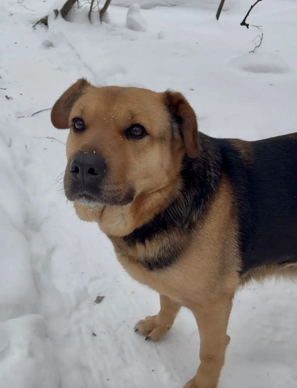 Душевная плюшевая собака Дуся ищет дом - Собаки (Животные) в Москва