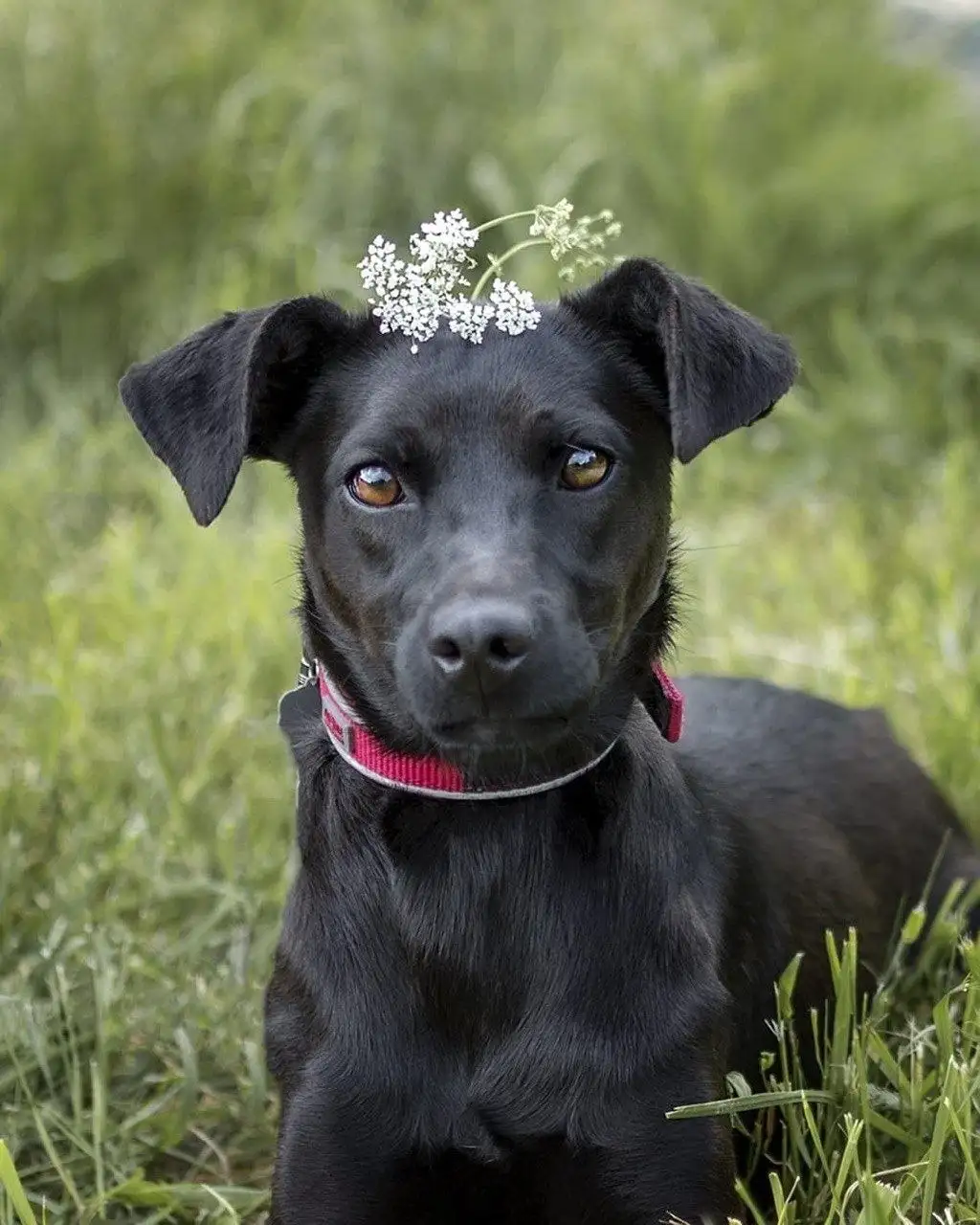 Собака Лили ищет дом - Собаки (Животные) в Москва