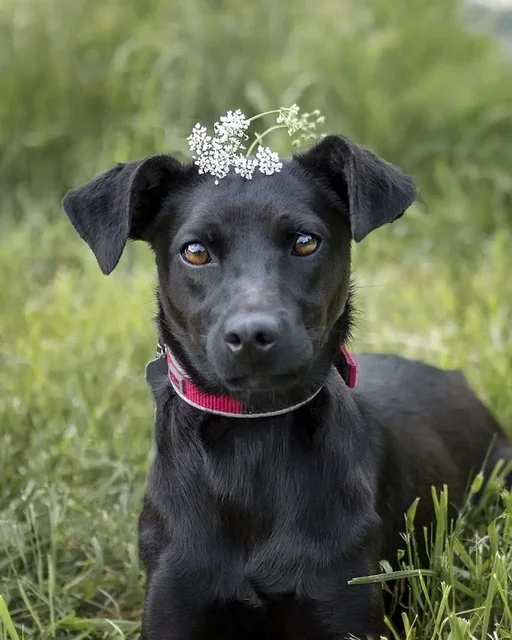 Собака Лили ищет дом - Животные в Москва