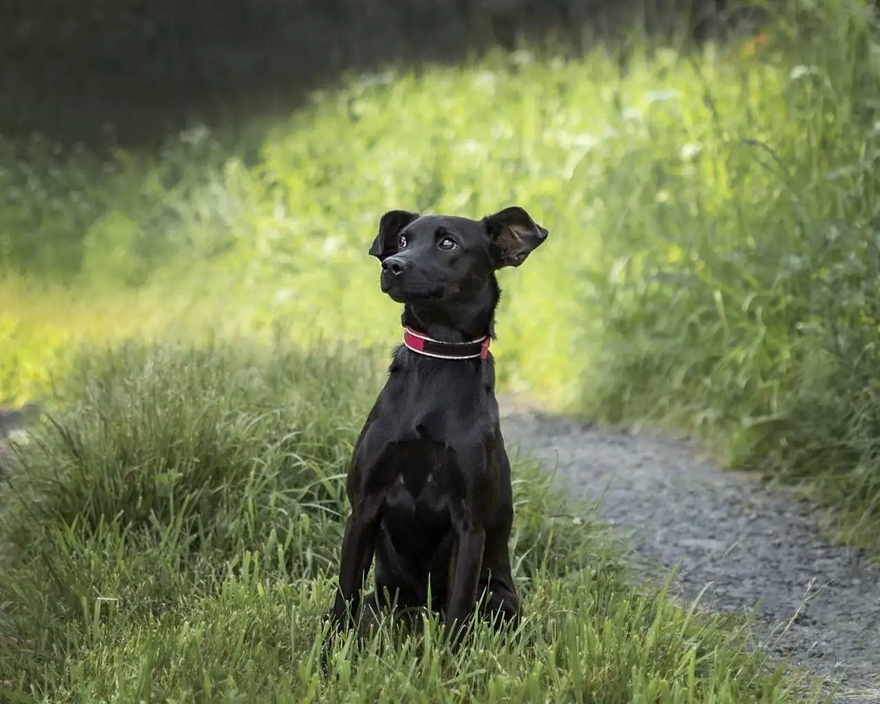 Собака Лили ищет дом - Собаки (Животные) в Москва