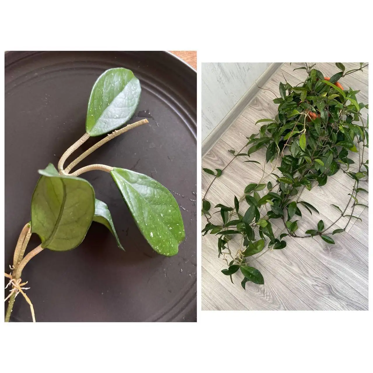 Отросток Хойя карноза - Растения (Хобби и отдых) в Москва