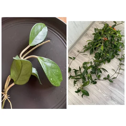 Отросток Хойя карноза - Творчество/Рисование в Москва