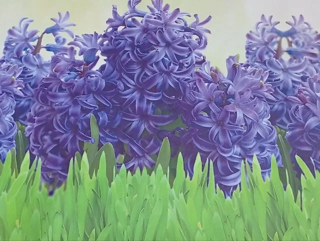 Флизелиновые фотообои с гиацинтами 200x100 см - частное объявление в Москва