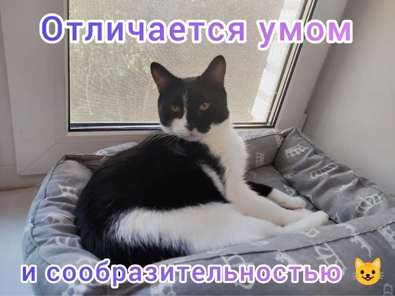 Мигель кот-нянька ищет семью с другими котами - Кошки (Животные) в Москва